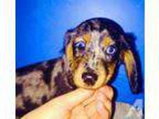 Dachshund Puppy for sale in UTICA, OH, USA