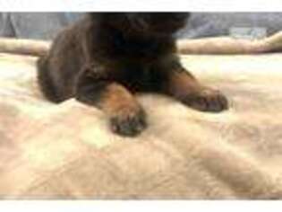 German Shepherd Dog Puppy for sale in Indianapolis, IN, USA