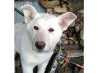 German Shepherd Dog Puppy for sale in Cadott, WI, USA