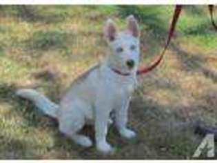 Siberian Husky Puppy for sale in CITRUS HEIGHTS, CA, USA