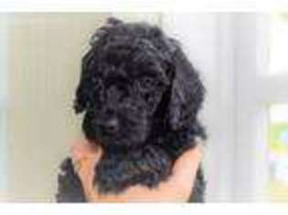 Mutt Puppy for sale in Stewartville, MN, USA