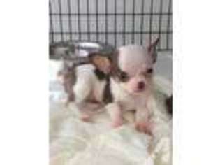 Chihuahua Puppy for sale in FORT LAUDERDALE, FL, USA