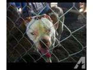 American Bulldog Puppy for sale in KENEDY, TX, USA