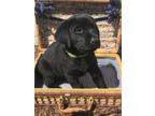 Labrador Retriever Puppy for sale in Cedar Springs, MI, USA