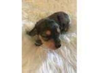 Dachshund Puppy for sale in Roselle, IL, USA