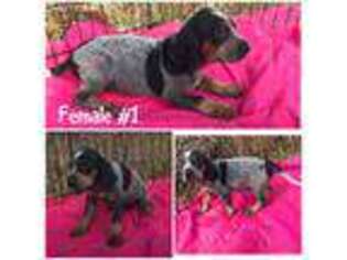 Bluetick Coonhound Puppy for sale in Durant, OK, USA