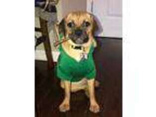 Puggle Puppy for sale in Scarsdale, NY, USA