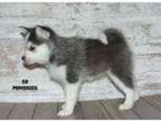 Siberian Husky Puppy for sale in Big Stone City, SD, USA