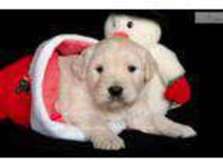 Golden Retriever Puppy for sale in Canton, OH, USA