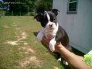 Boston Terrier Puppy for sale in Sonora, KY, USA