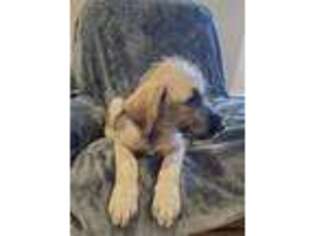 Irish Wolfhound Puppy for sale in Durand, IL, USA