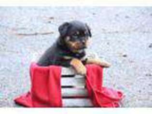 Rottweiler Puppy for sale in Thomasville, PA, USA