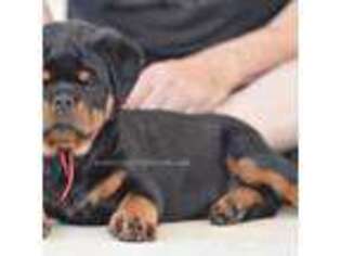 Rottweiler Puppy for sale in Bulverde, TX, USA