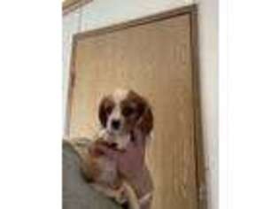 Cavalier King Charles Spaniel Puppy for sale in Sherwood, MI, USA