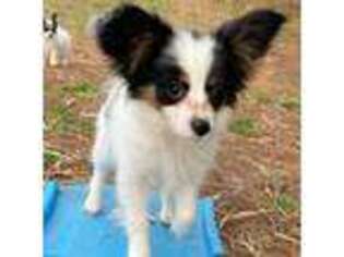 Papillon Puppy for sale in Saint Joseph, MO, USA