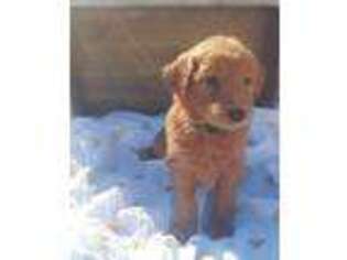Goldendoodle Puppy for sale in Hemet, CA, USA