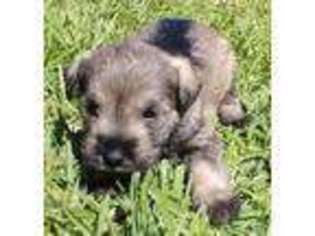Mutt Puppy for sale in Woodway, TX, USA