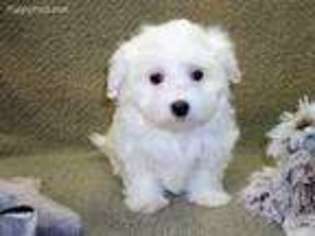 Maltese Puppy for sale in Niagara Falls, NY, USA