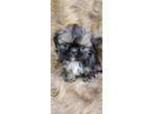 Mutt Puppy for sale in Rusk, TX, USA