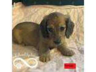 Dachshund Puppy for sale in Hempstead, TX, USA