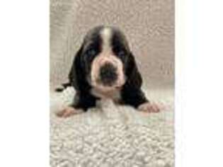 Basset Hound Puppy for sale in Marlinton, WV, USA