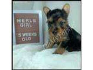 Yorkshire Terrier Puppy for sale in Houma, LA, USA