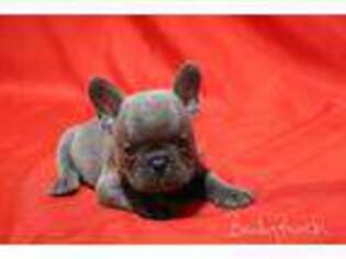 French Bulldog Puppy for sale in Berryville, AR, USA