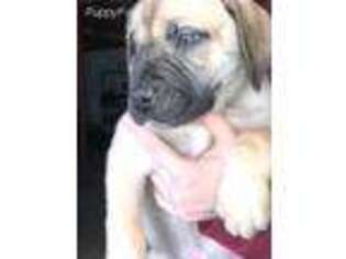 Boerboel Puppy for sale in Mobile, AL, USA