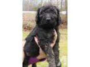 Labradoodle Puppy for sale in GLOUCESTER, VA, USA