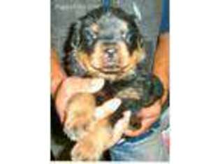 Rottweiler Puppy for sale in Lyle, WA, USA