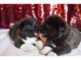 Akita Puppy for sale in Beaumont, CA, USA