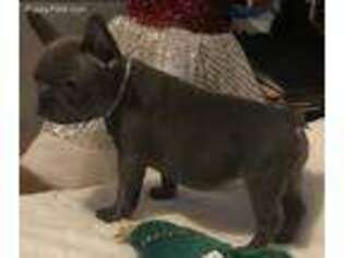 French Bulldog Puppy for sale in Austell, GA, USA