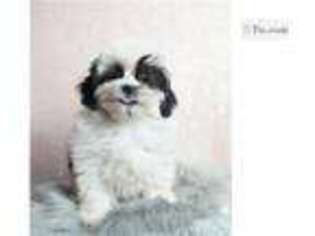 Shorkie Tzu Puppy for sale in South Bend, IN, USA