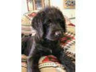 Labradoodle Puppy for sale in Stilwell, OK, USA