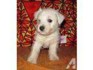 West Highland White Terrier Puppy for sale in WILLOW CREEK, CA, USA