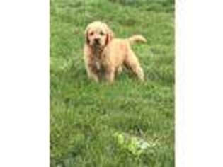 Labradoodle Puppy for sale in Gap, PA, USA