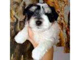 Mutt Puppy for sale in Altamonte Springs, FL, USA