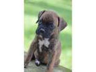 Boxer Puppy for sale in Jonesboro, IN, USA
