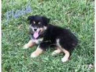 Australian Shepherd Puppy for sale in Forestburg, TX, USA