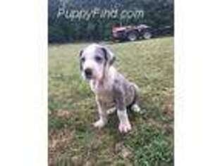 Great Dane Puppy for sale in Mcdonough, GA, USA