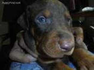 Doberman Pinscher Puppy for sale in Doniphan, MO, USA