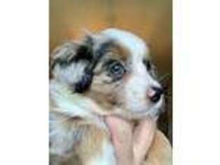 Miniature Australian Shepherd Puppy for sale in Washington, GA, USA