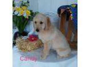Labradoodle Puppy for sale in Millen, GA, USA
