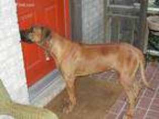 Rhodesian Ridgeback Puppy for sale in Manvel, TX, USA