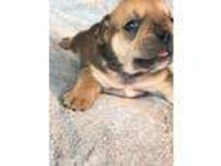 Bulldog Puppy for sale in Lake Spring, MO, USA