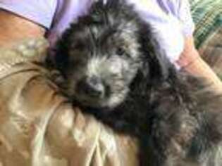 Labradoodle Puppy for sale in Flint, TX, USA