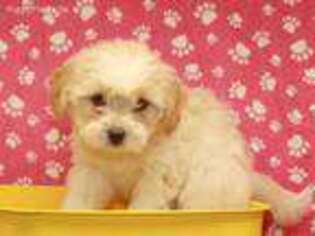 Mal-Shi Puppy for sale in Shawnee, OK, USA