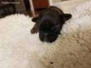 Mutt Puppy for sale in Dieterich, IL, USA