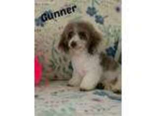 Mutt Puppy for sale in Snohomish, WA, USA