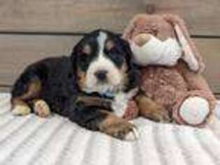 Bernese Mountain Dog Puppy for sale in Dickson, TN, USA